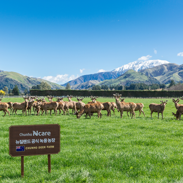 Chunho Ncare PN - Trai Nhung Huu New Zealand